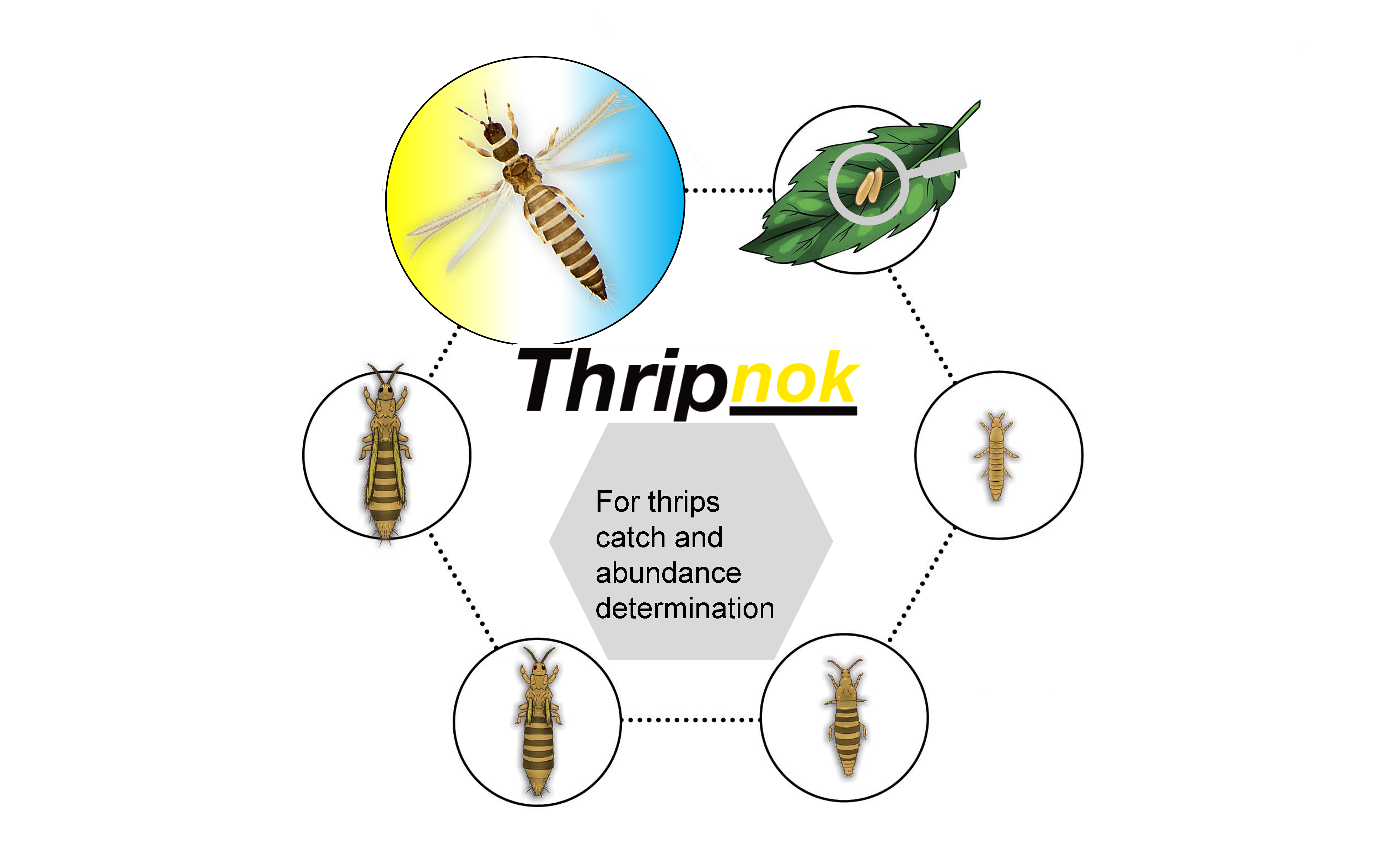 Pheromones and Lures