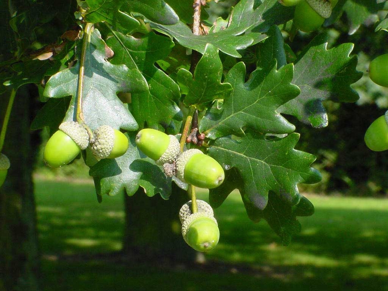 Oak Moth