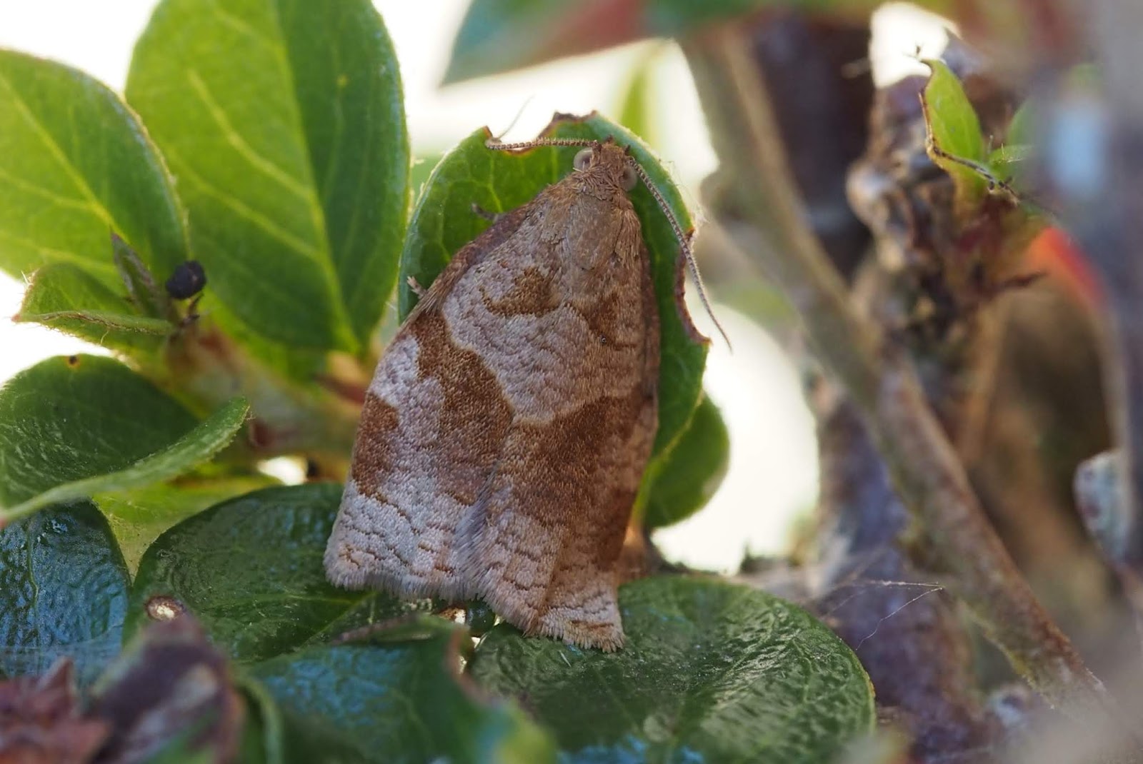 Pink Moth