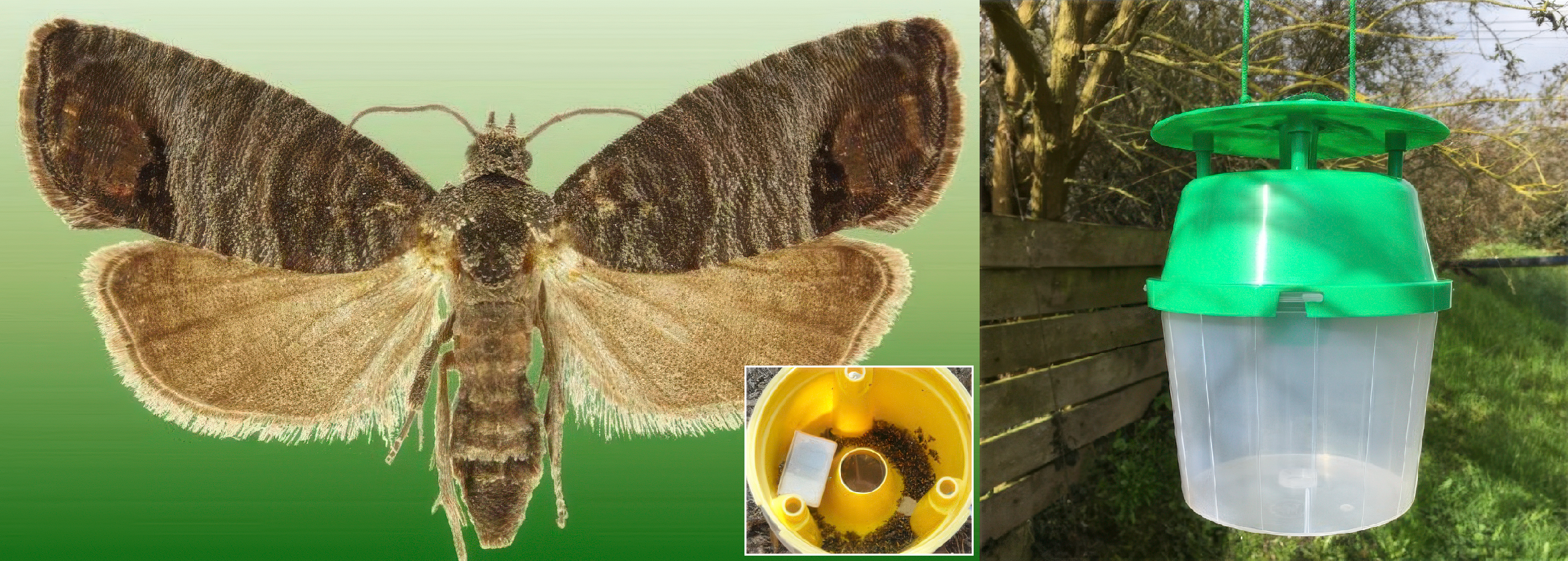 Oak Leafroller Moth Pheromone Trap