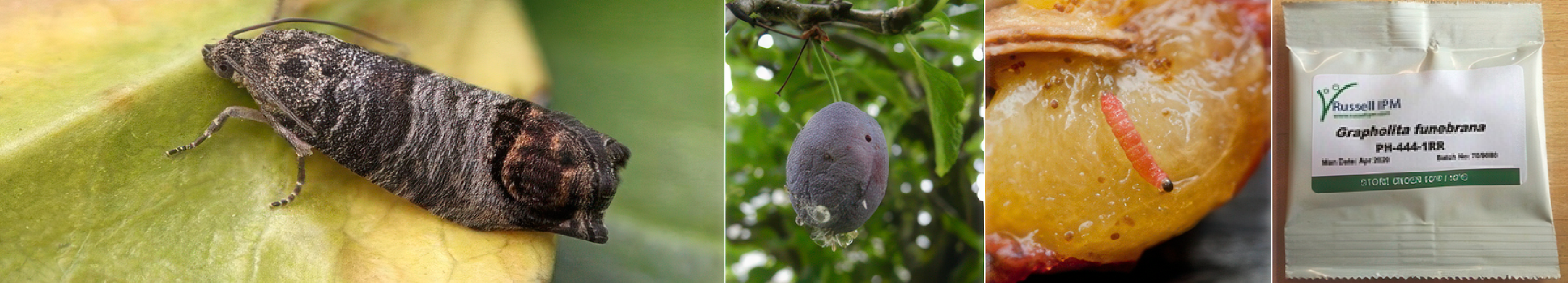 Oak Leafroller Moth Pheromone Trap