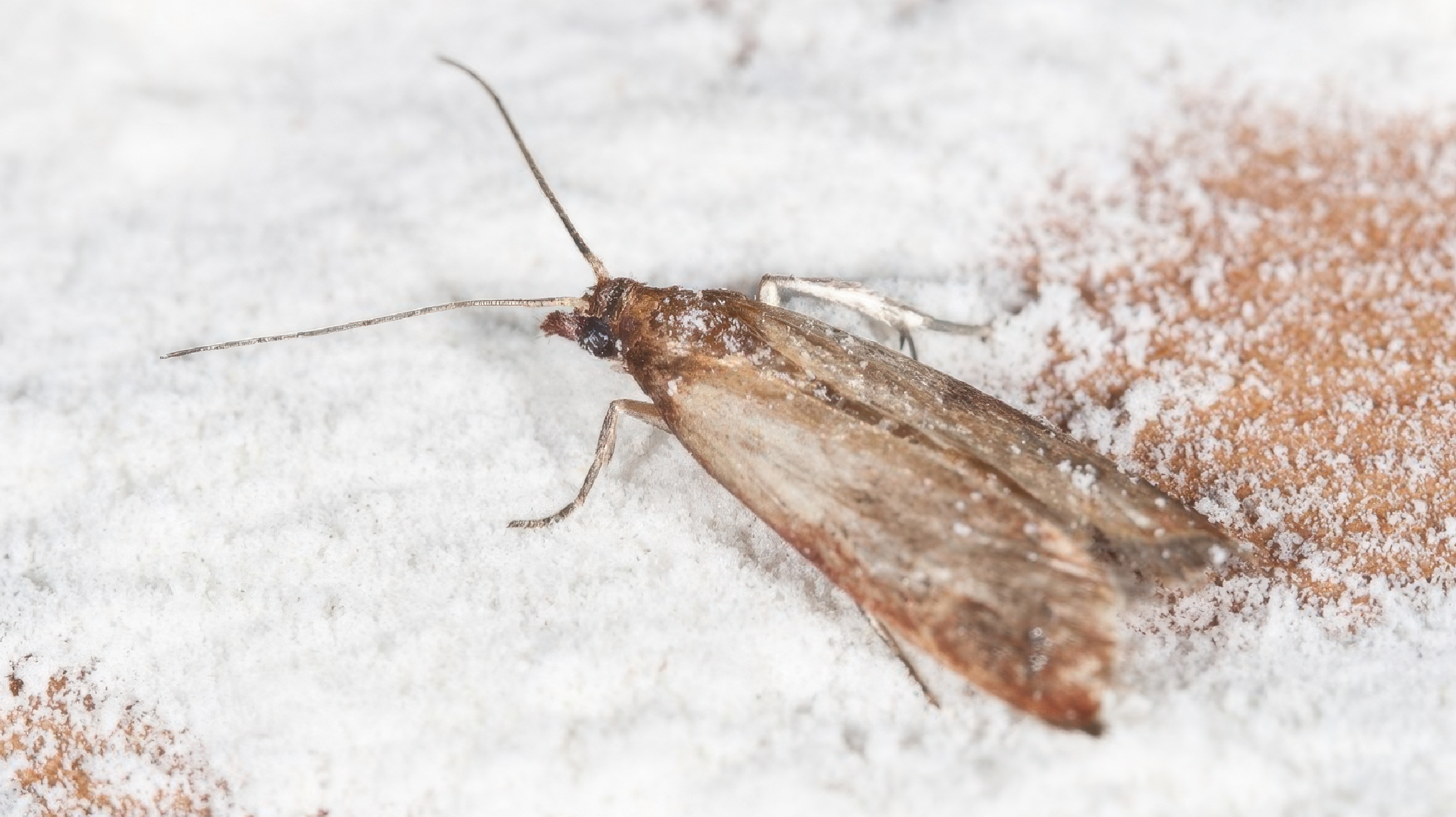 Oak Leafroller Moth Pheromone Trap