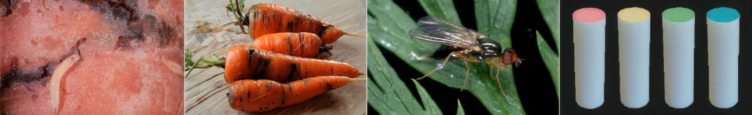 Oak Leafroller Moth Pheromone Trap