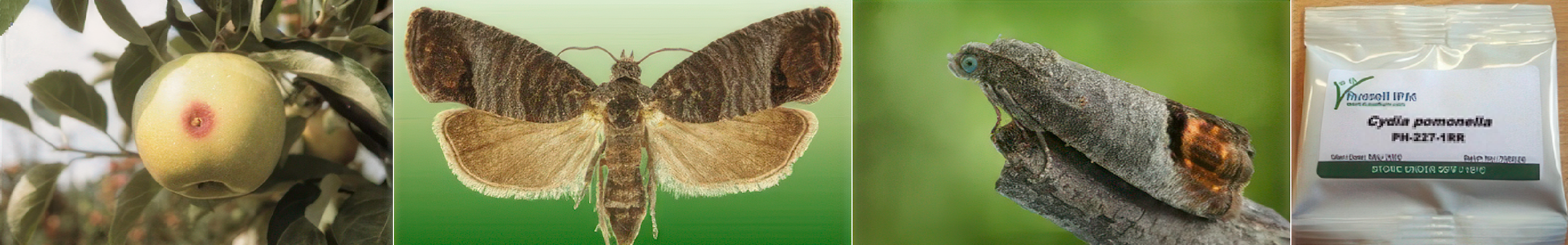 Oak Leafroller Moth Pheromone Trap