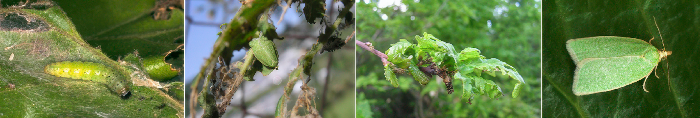 Oak Leafroller Moth Pheromone Trap