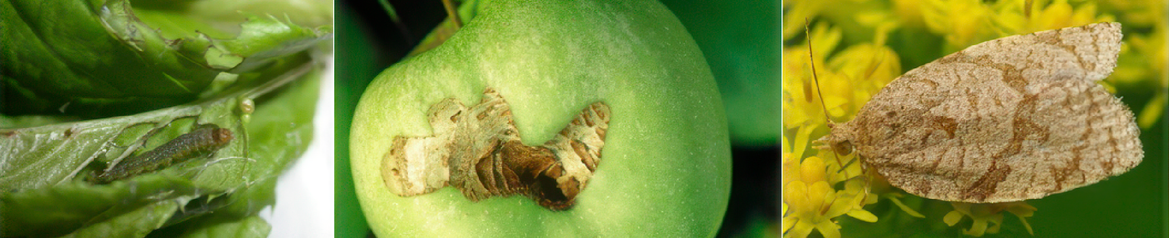 Oak Leafroller Moth Pheromone Trap