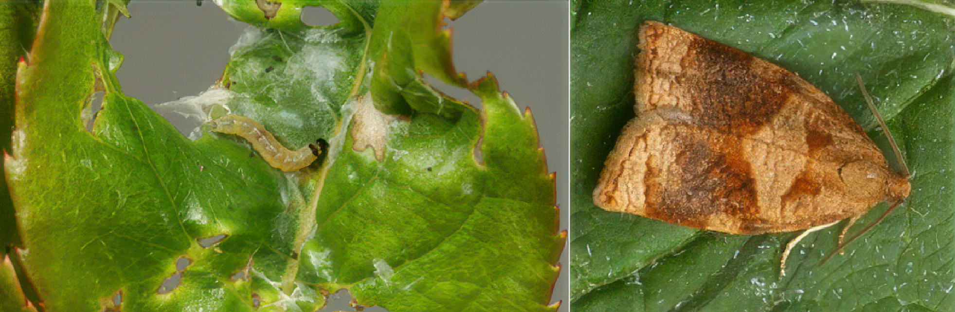 Oak Leafroller Moth Pheromone Trap